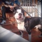 EST  SOY  YO UN PITT  BULL  MUY SIMPATIKO  Y DISPUESTO  NO TNG  LOS PAPELES DE PEDIGREE MJOR  CONOCERM PERSONALMENTE 